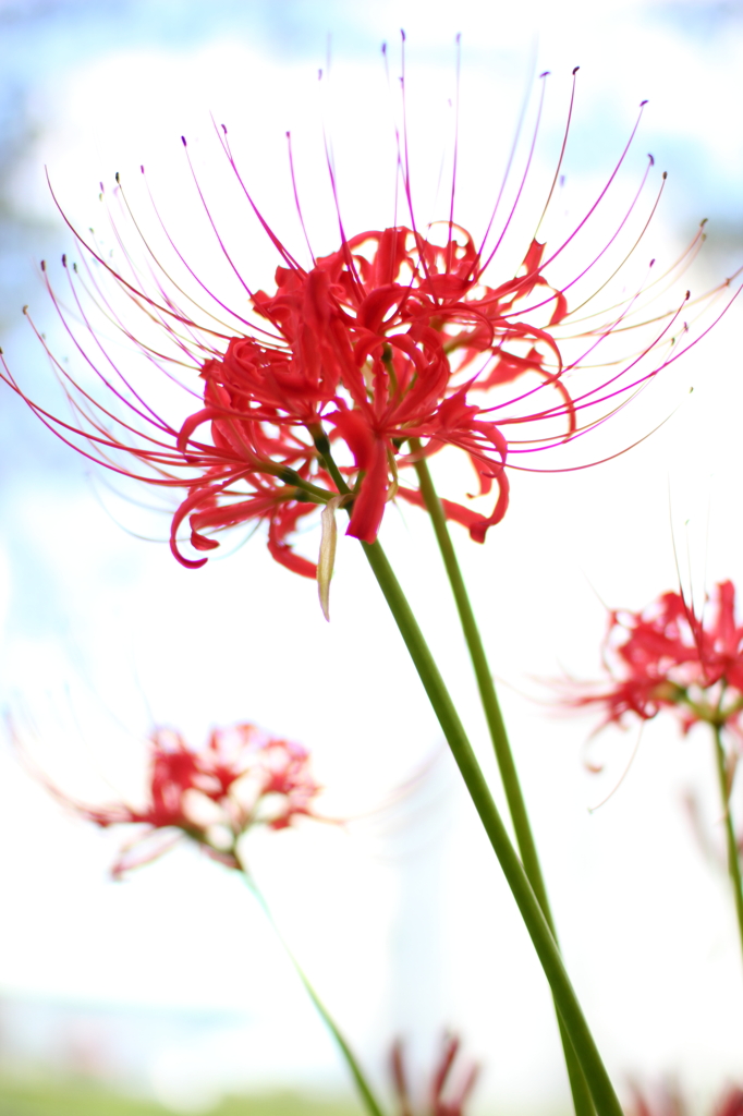 ヒカゲの花