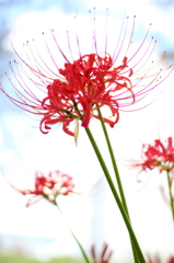 ヒカゲの花