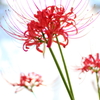 ヒカゲの花