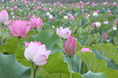 極楽浄土よりも