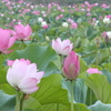 極楽浄土よりも