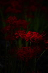 ヒナタの花