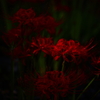 ヒナタの花
