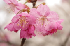 桜　３