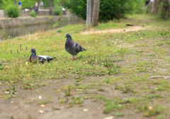つがい鳩
