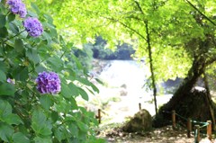 紫陽花と滝