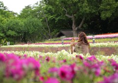 私の愛犬です　