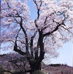 樹齢約６００年　おおさくら