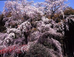 雪村庵の桜