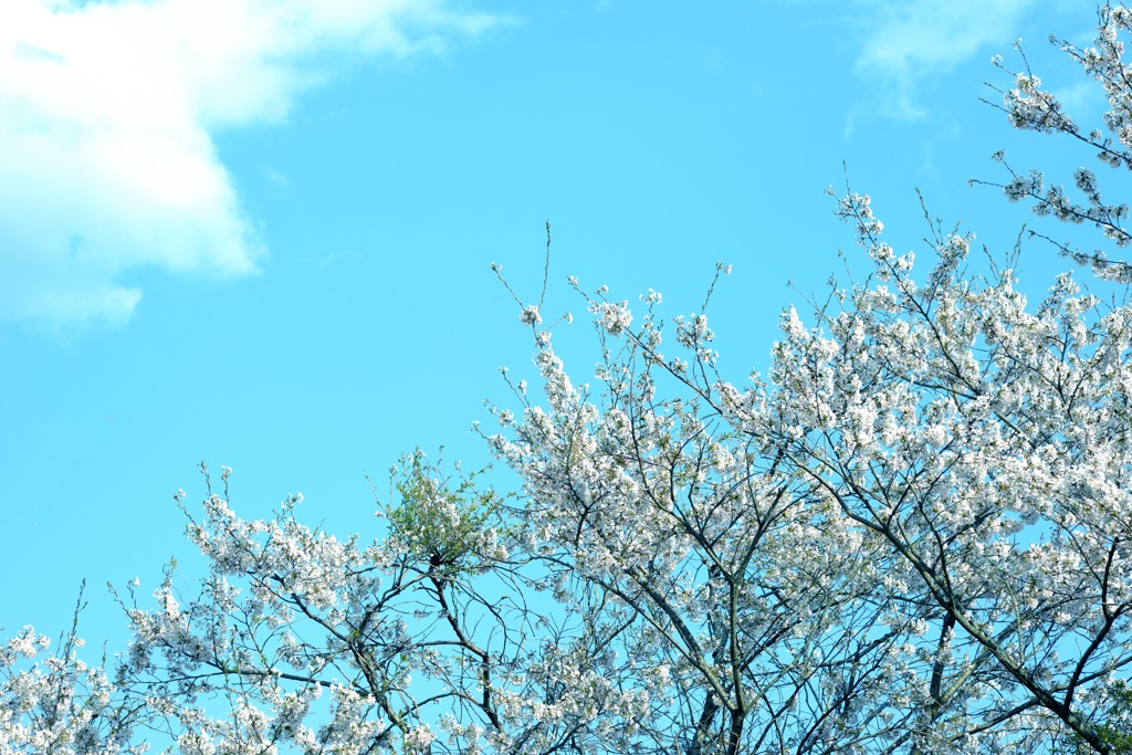 青空　さくら