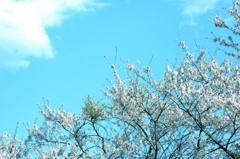 青空　さくら