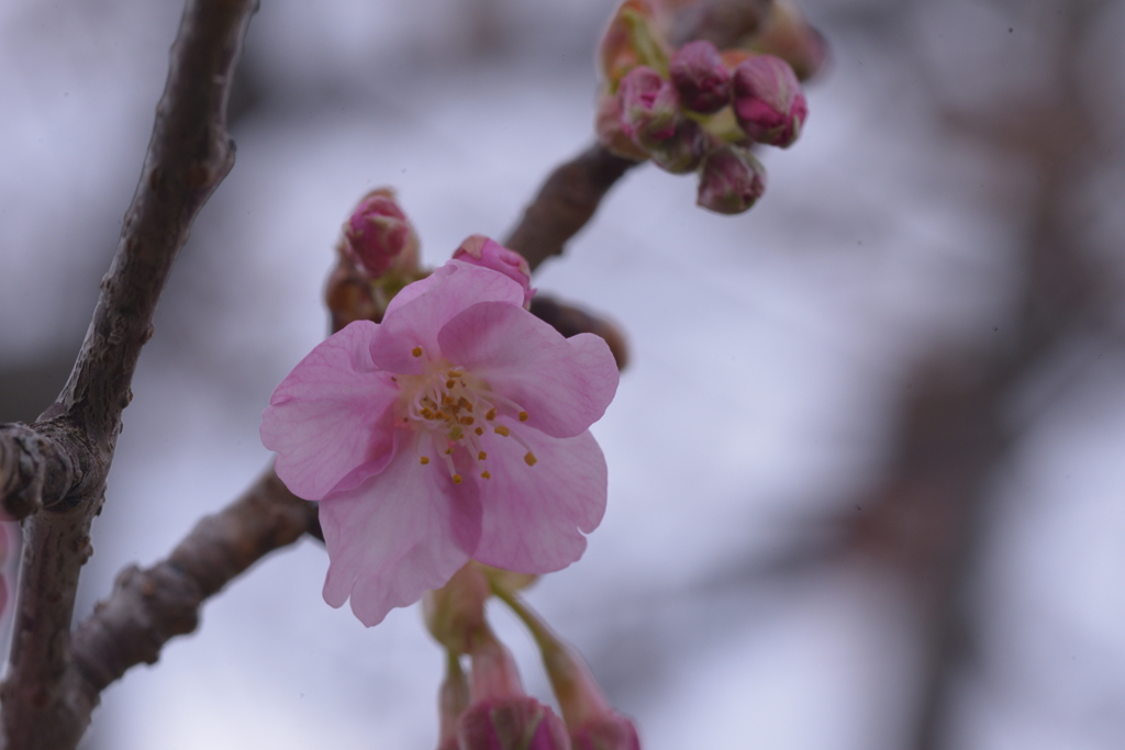 河津桜