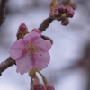 河津桜