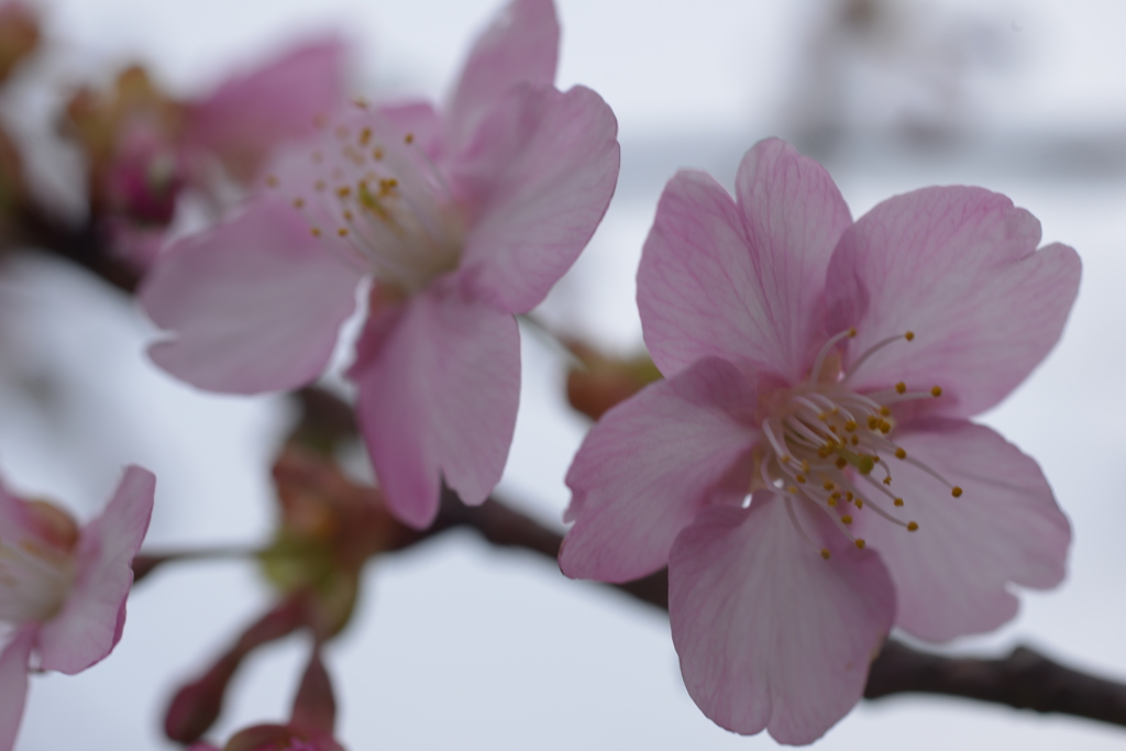 河津桜