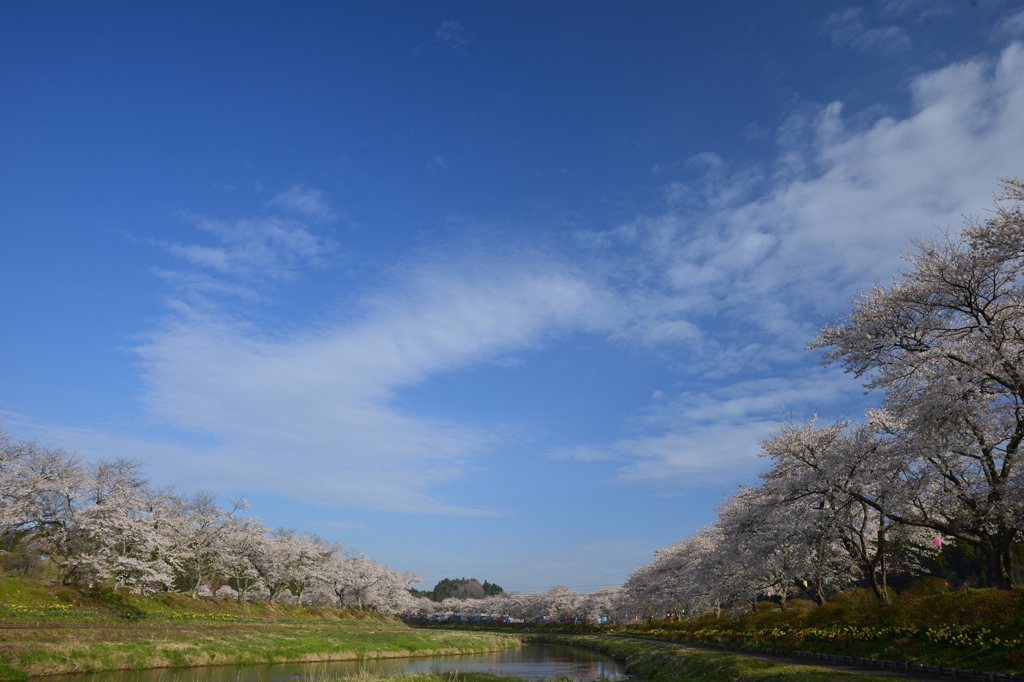 夏井の千本さくら