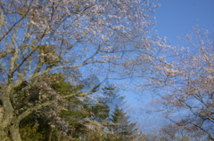 桜と青空