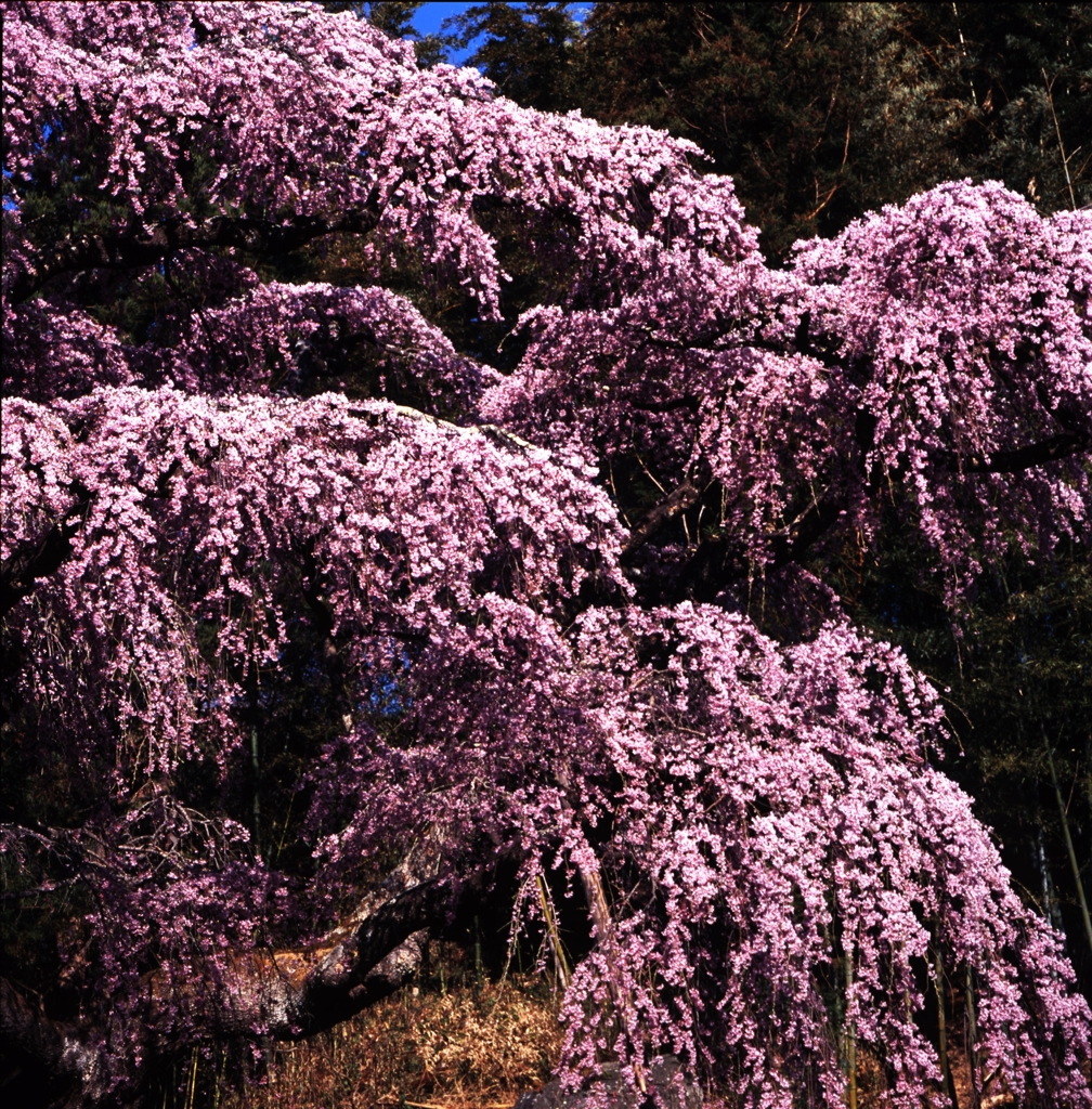 地蔵桜