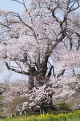 塩の崎の桜