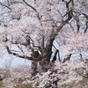 塩の崎の桜