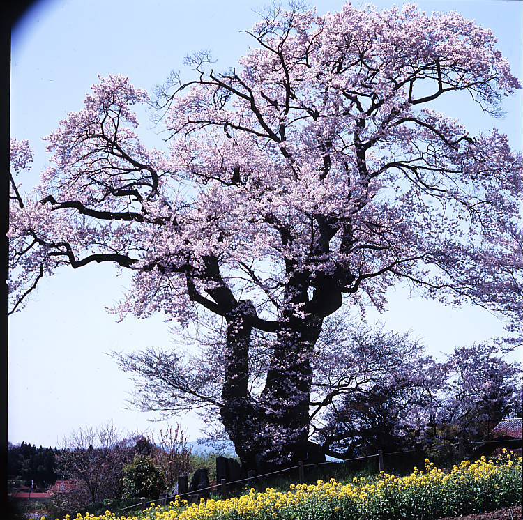 塩ノ崎のおおさくら