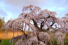 滝桜