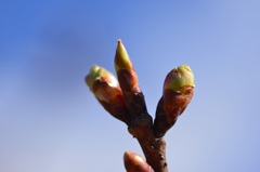 河津桜