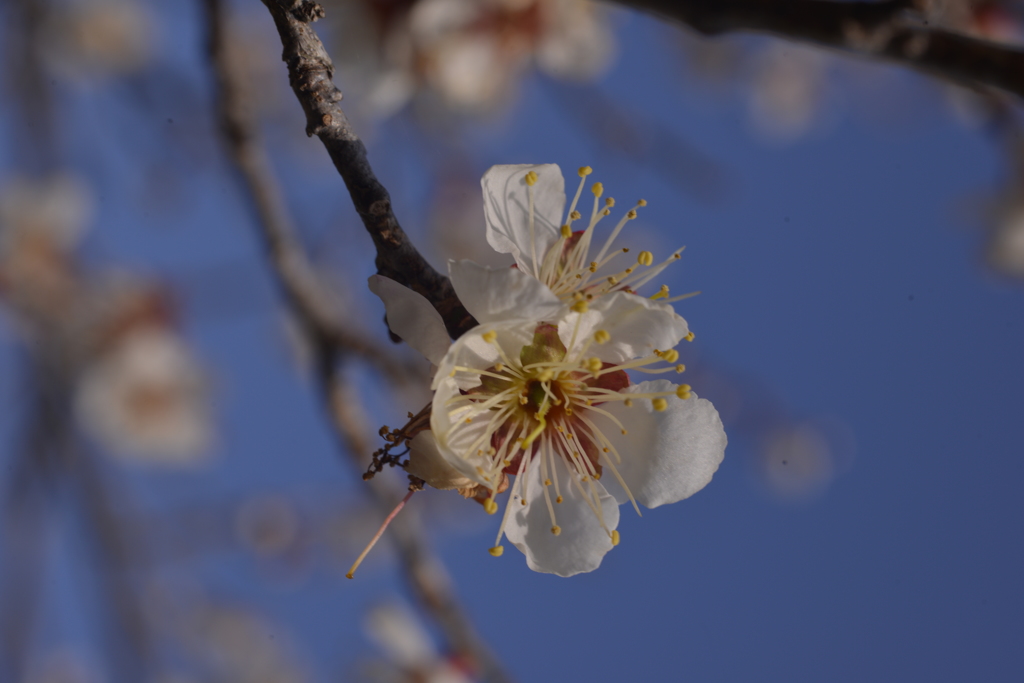 梅　開花