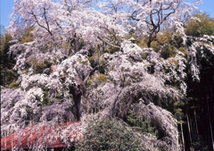 4x5 雪村庵の桜　