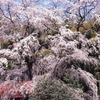 4x5 雪村庵の桜　