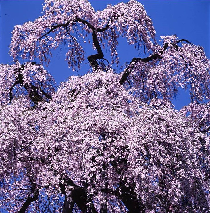 滝桜