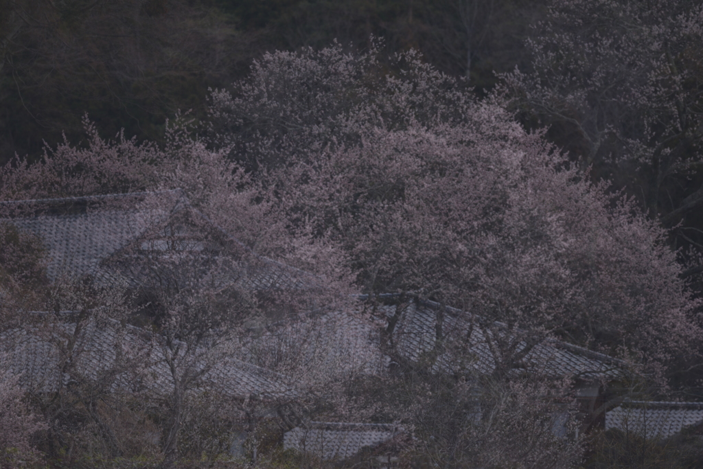 梅の花　咲き乱れる