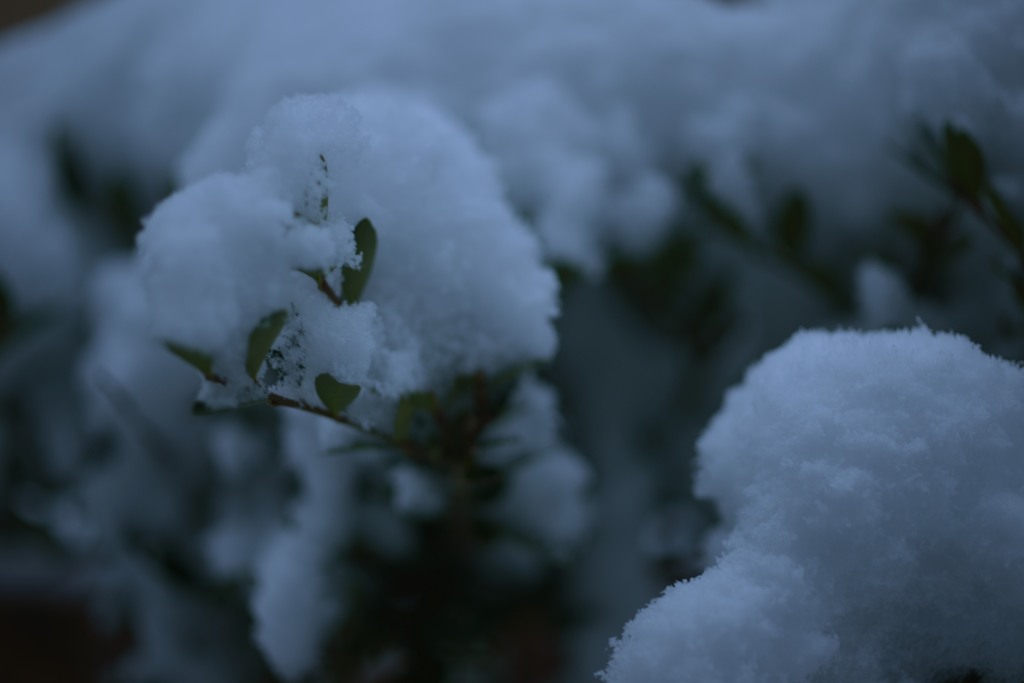 新雪