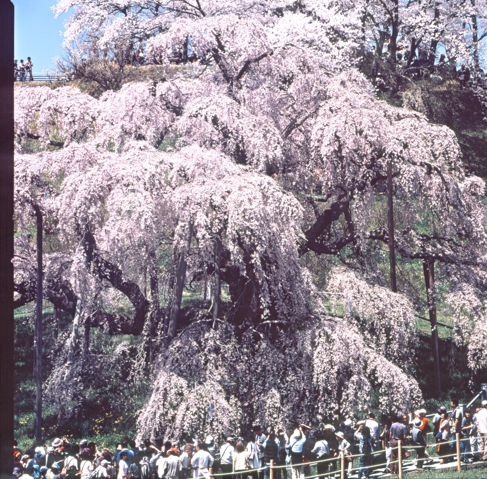 滝　桜