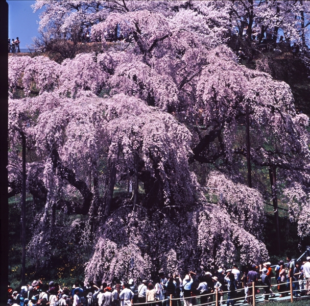 滝桜