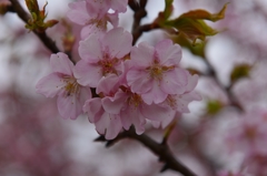 河津桜
