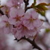 河津桜