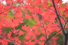 紅