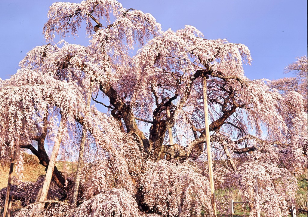 滝桜　4x5