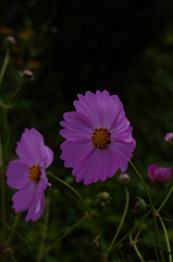 コスモスの花