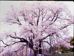 越代の桜　2012.05.05 