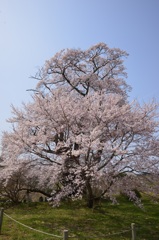 塩の崎の桜