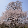 塩の崎の桜