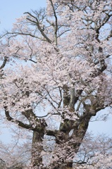 塩の崎の大桜