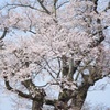塩の崎の大桜