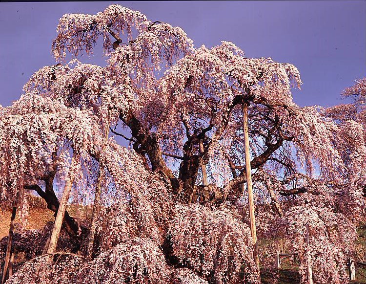 三春町の滝桜