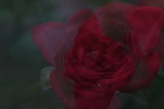 DSCF3685　薔薇