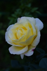2016　薔薇