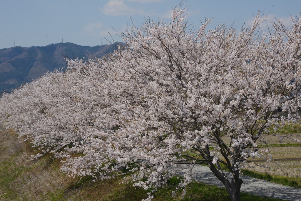 桜並木