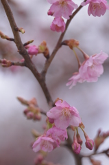 河津桜inいわき