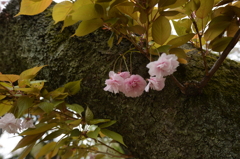 さくら